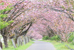 八重桜のトンネル