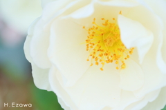 白薔薇2