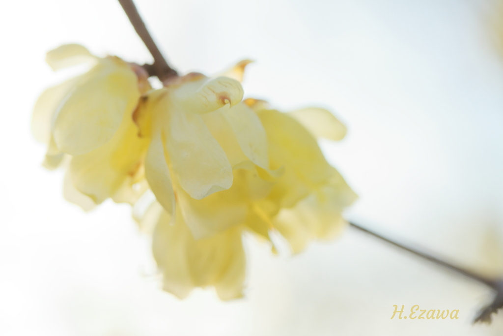 Winter sweet