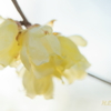Winter sweet