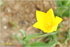 Blooming yellow3