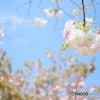 Pendant flower