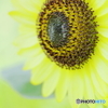 Lemon yellow