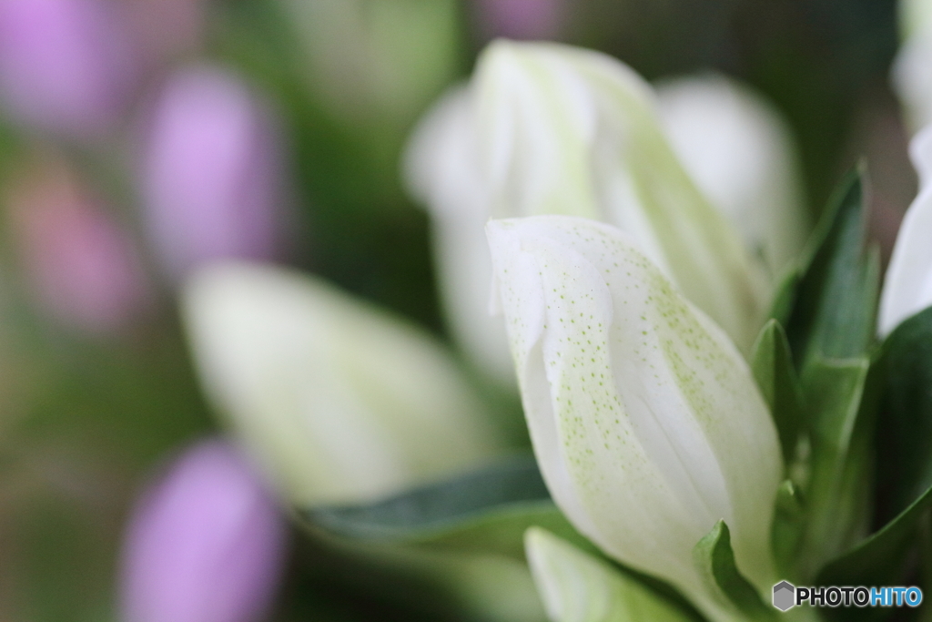 White gentian