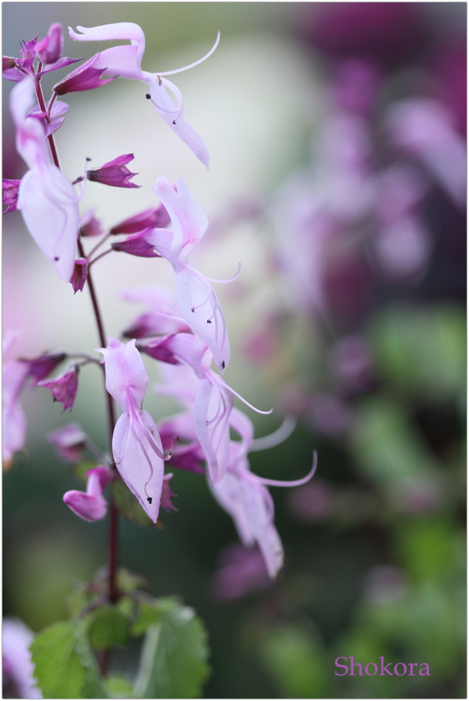 オルトシフォン