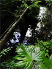 熊野（ゆや）の清水Ⅱ
