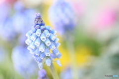 Muscari