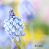 Muscari