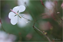 White butterfly