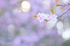 河津桜2