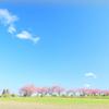 牧場の春
