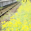 行っちゃったね
