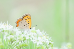 ニラの花とベニ