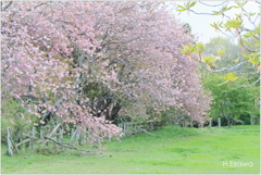 牧場の八重桜Ⅱ