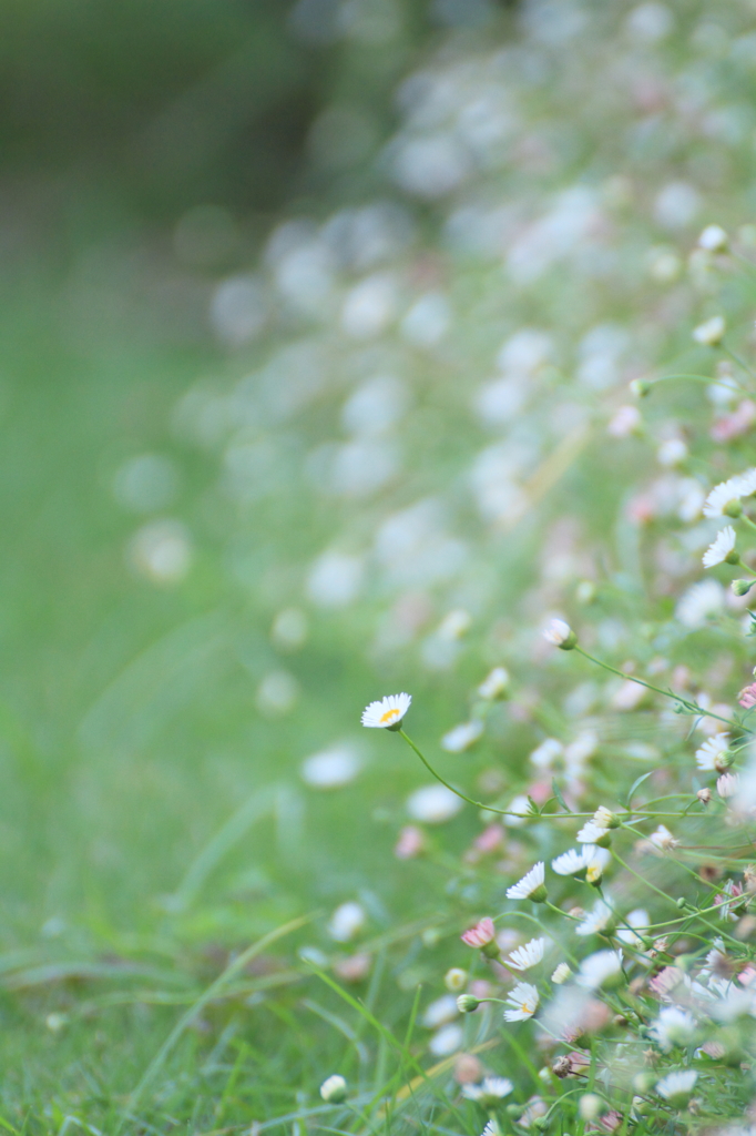 ちいさな花