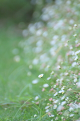 ちいさな花