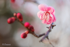 牧場の紅梅