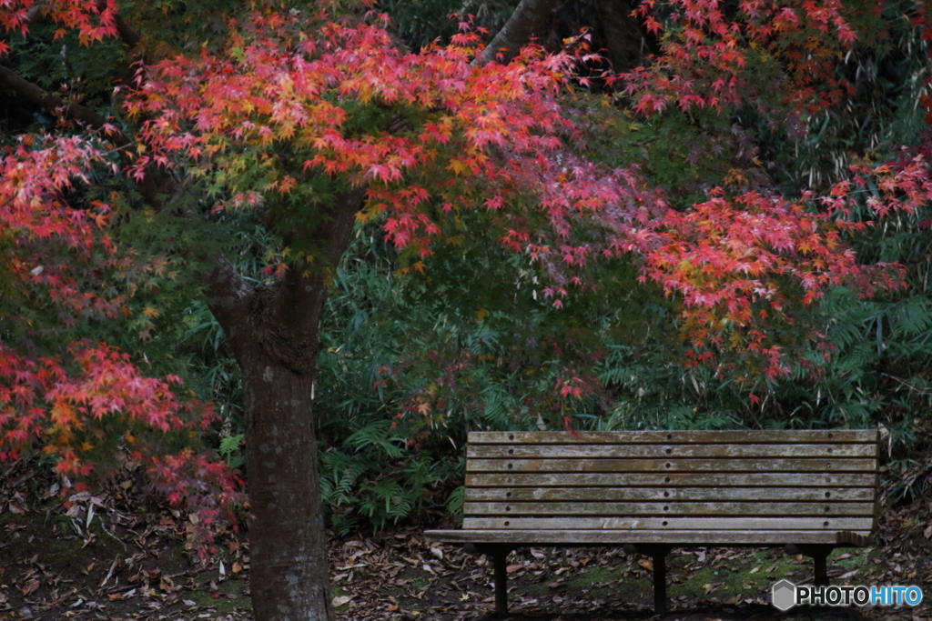 紅葉とベンチ
