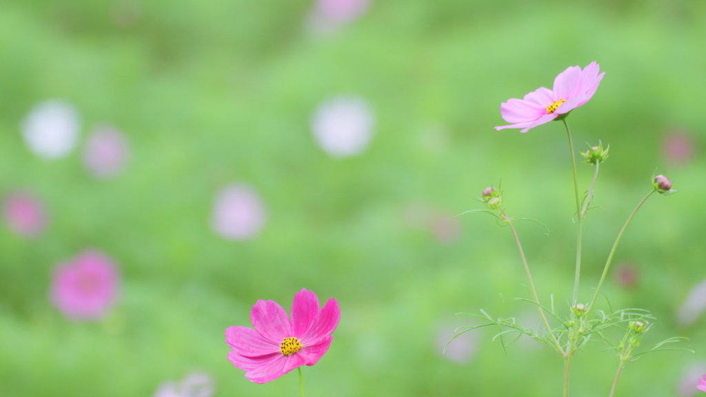 雨にぬれても♪