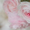 薔薇のかおり