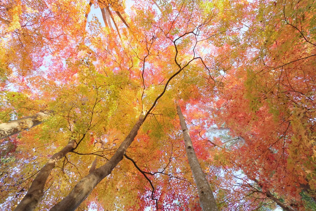 紅葉の空