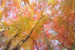 紅葉の空