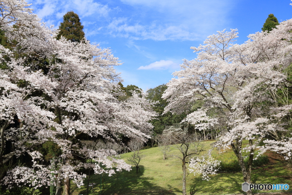 自然公園の桜