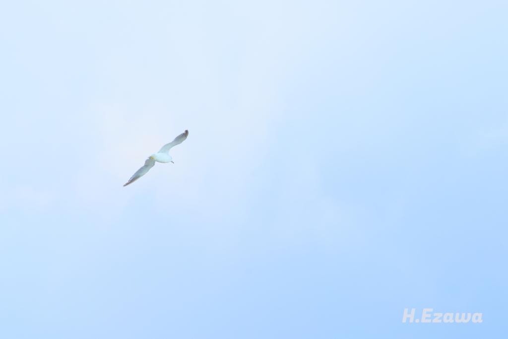 fly away