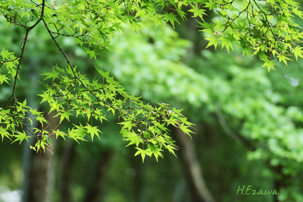 Maple greenⅤ