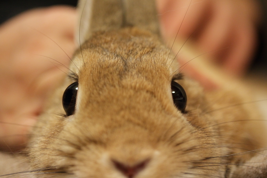 うさぎ年なので^^