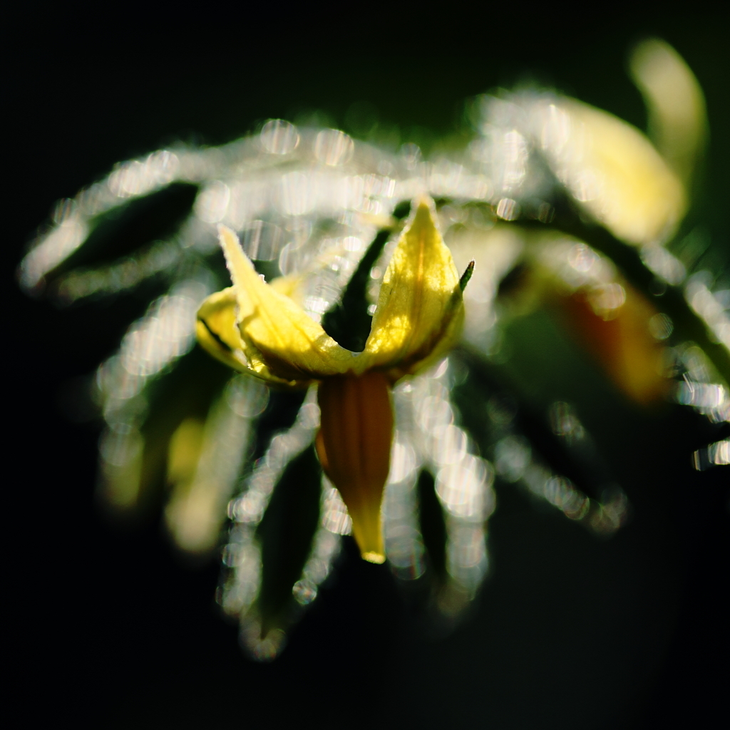 宝石をまとった花