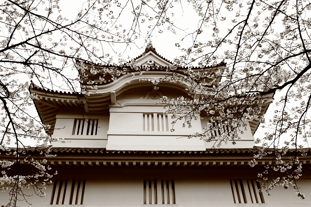 城と桜
