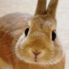 うさぎ