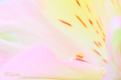アルストロメリア