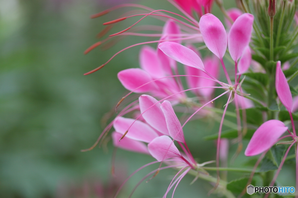 蝶草