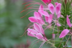 蝶草