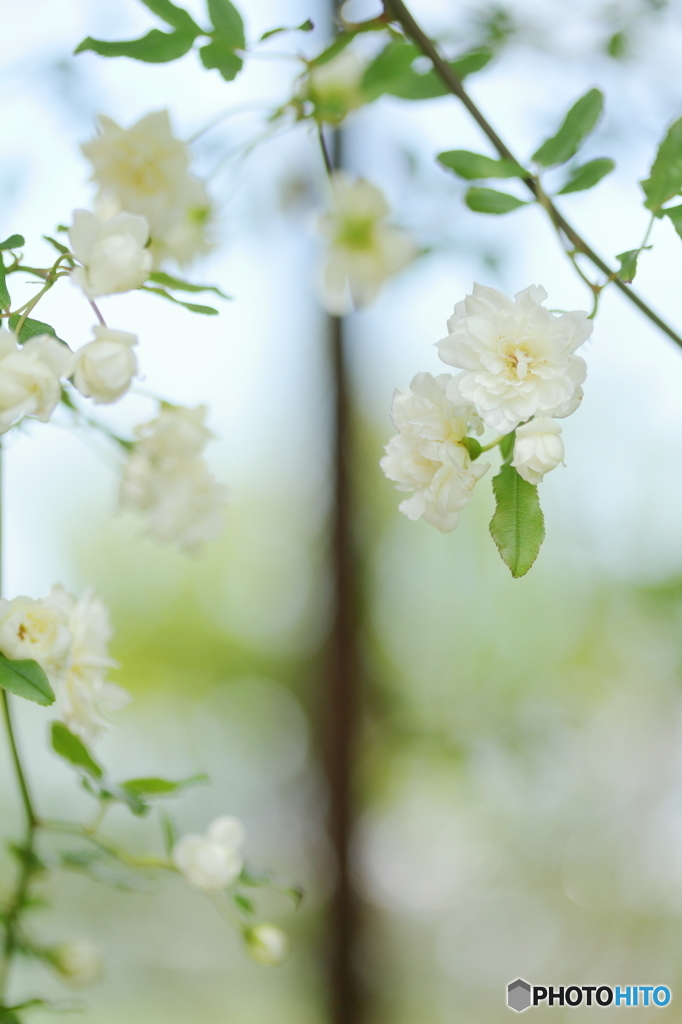 Sweet fragranceⅡ