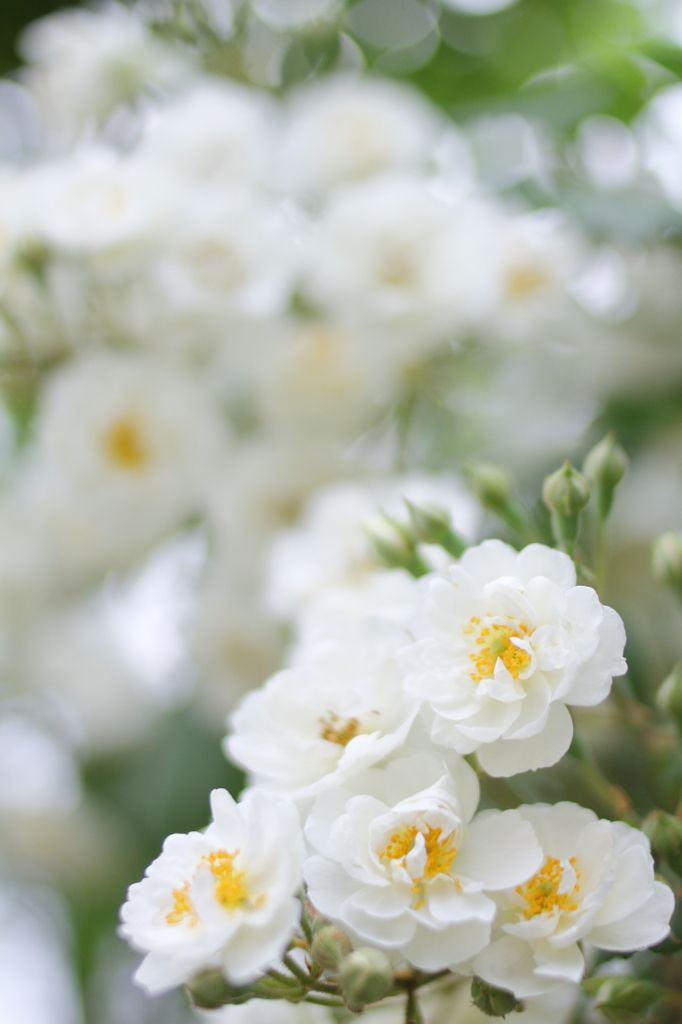 White miniature roses