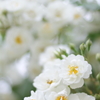 White miniature roses