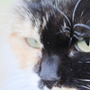 Cat's eye