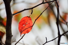 Autumn leaf