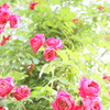 red roses