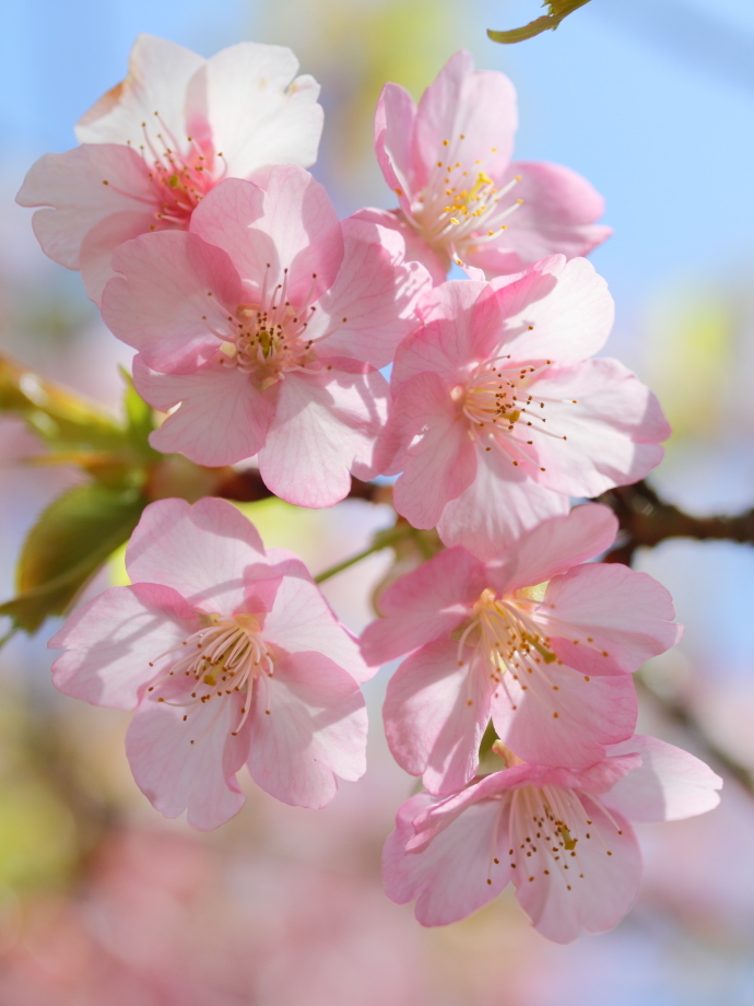 桜日和