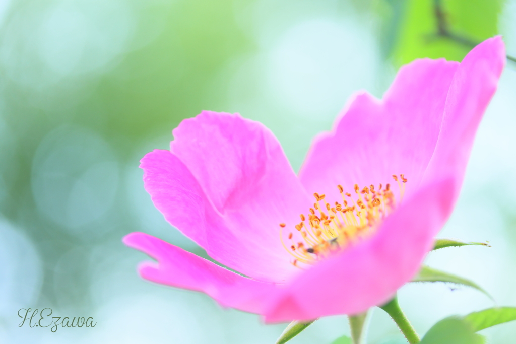 草笛の丘の薔薇1