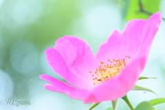 草笛の丘の薔薇1