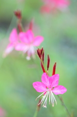 Pink butterfly