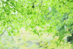 Autumn green