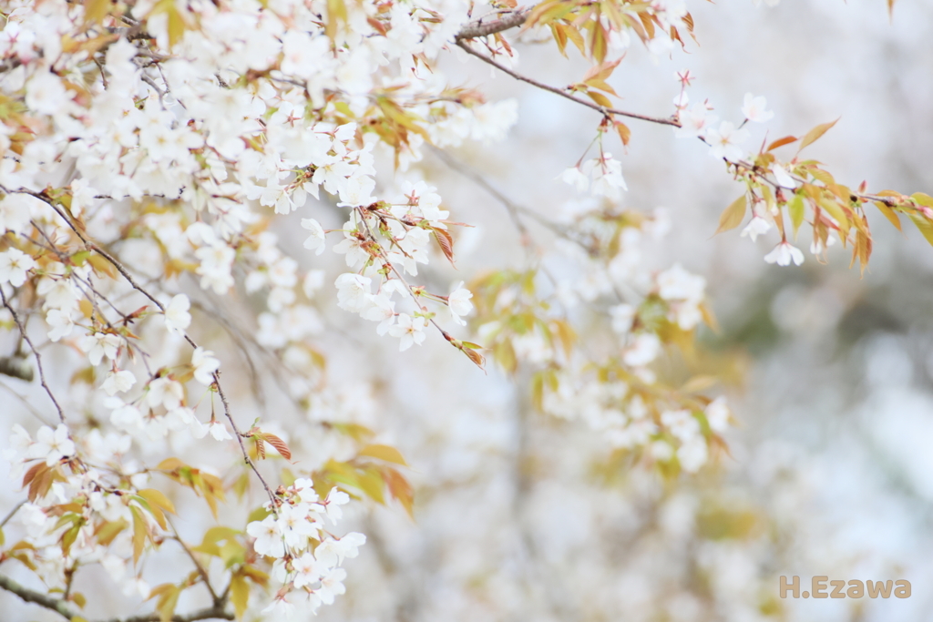 山桜