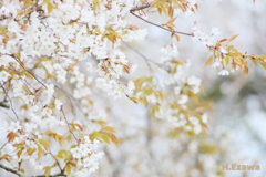 山桜