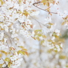 山桜